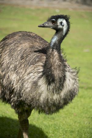 Australia, South Australia, Adelaide. Cleland Wildlife Park. Emu'  Photographic Print - Cindy Miller Hopkins | AllPosters.com