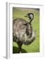 Australia, South Australia, Adelaide. Cleland Wildlife Park. Emu-Cindy Miller Hopkins-Framed Photographic Print