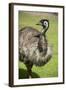 Australia, South Australia, Adelaide. Cleland Wildlife Park. Emu-Cindy Miller Hopkins-Framed Photographic Print