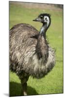 Australia, South Australia, Adelaide. Cleland Wildlife Park. Emu-Cindy Miller Hopkins-Mounted Photographic Print