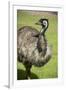 Australia, South Australia, Adelaide. Cleland Wildlife Park. Emu-Cindy Miller Hopkins-Framed Photographic Print