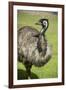 Australia, South Australia, Adelaide. Cleland Wildlife Park. Emu-Cindy Miller Hopkins-Framed Photographic Print