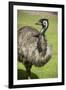 Australia, South Australia, Adelaide. Cleland Wildlife Park. Emu-Cindy Miller Hopkins-Framed Photographic Print