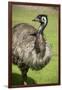 Australia, South Australia, Adelaide. Cleland Wildlife Park. Emu-Cindy Miller Hopkins-Framed Photographic Print