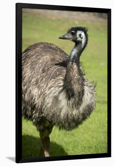 Australia, South Australia, Adelaide. Cleland Wildlife Park. Emu-Cindy Miller Hopkins-Framed Photographic Print