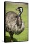 Australia, South Australia, Adelaide. Cleland Wildlife Park. Emu-Cindy Miller Hopkins-Framed Stretched Canvas