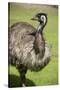 Australia, South Australia, Adelaide. Cleland Wildlife Park. Emu-Cindy Miller Hopkins-Stretched Canvas