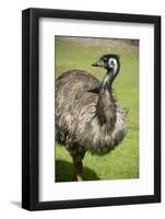 Australia, South Australia, Adelaide. Cleland Wildlife Park. Emu-Cindy Miller Hopkins-Framed Photographic Print
