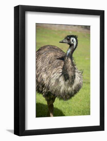 Australia, South Australia, Adelaide. Cleland Wildlife Park. Emu-Cindy Miller Hopkins-Framed Photographic Print