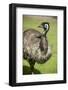 Australia, South Australia, Adelaide. Cleland Wildlife Park. Emu-Cindy Miller Hopkins-Framed Photographic Print