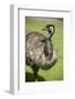 Australia, South Australia, Adelaide. Cleland Wildlife Park. Emu-Cindy Miller Hopkins-Framed Photographic Print