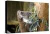 Australia, South Australia, Adelaide. Cleland Wildlife Park. Koala-Cindy Miller Hopkins-Stretched Canvas