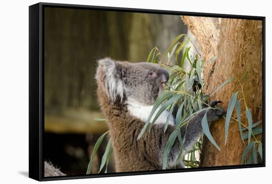 Australia, South Australia, Adelaide. Cleland Wildlife Park. Koala-Cindy Miller Hopkins-Framed Stretched Canvas