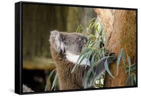 Australia, South Australia, Adelaide. Cleland Wildlife Park. Koala-Cindy Miller Hopkins-Framed Stretched Canvas