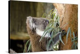 Australia, South Australia, Adelaide. Cleland Wildlife Park. Koala-Cindy Miller Hopkins-Stretched Canvas