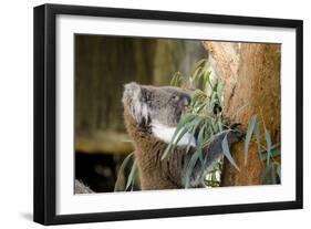 Australia, South Australia, Adelaide. Cleland Wildlife Park. Koala-Cindy Miller Hopkins-Framed Photographic Print