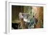 Australia, South Australia, Adelaide. Cleland Wildlife Park. Koala-Cindy Miller Hopkins-Framed Photographic Print