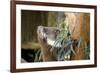 Australia, South Australia, Adelaide. Cleland Wildlife Park. Koala-Cindy Miller Hopkins-Framed Photographic Print