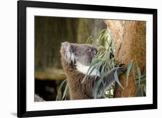 Australia, South Australia, Adelaide. Cleland Wildlife Park. Koala-Cindy Miller Hopkins-Framed Photographic Print