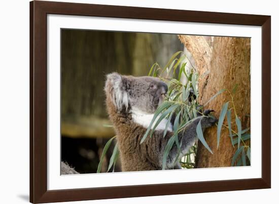 Australia, South Australia, Adelaide. Cleland Wildlife Park. Koala-Cindy Miller Hopkins-Framed Photographic Print