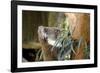 Australia, South Australia, Adelaide. Cleland Wildlife Park. Koala-Cindy Miller Hopkins-Framed Photographic Print