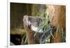 Australia, South Australia, Adelaide. Cleland Wildlife Park. Koala-Cindy Miller Hopkins-Framed Photographic Print