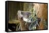 Australia, South Australia, Adelaide. Cleland Wildlife Park. Koala-Cindy Miller Hopkins-Framed Stretched Canvas