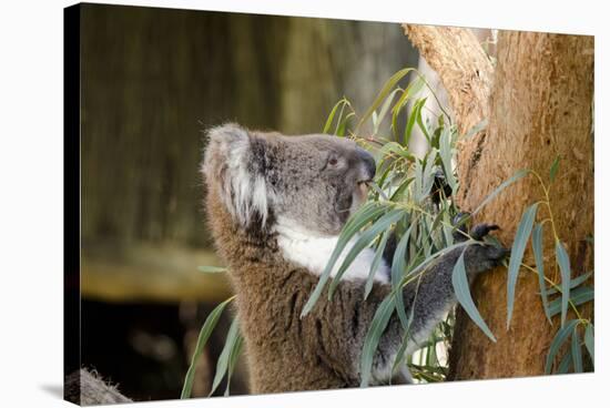 Australia, South Australia, Adelaide. Cleland Wildlife Park. Koala-Cindy Miller Hopkins-Stretched Canvas