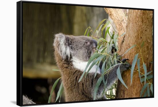 Australia, South Australia, Adelaide. Cleland Wildlife Park. Koala-Cindy Miller Hopkins-Framed Stretched Canvas