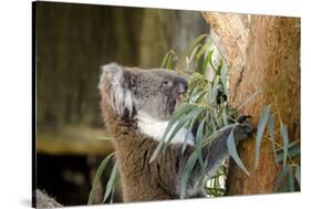 Australia, South Australia, Adelaide. Cleland Wildlife Park. Koala-Cindy Miller Hopkins-Stretched Canvas