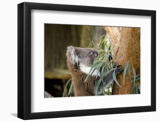 Australia, South Australia, Adelaide. Cleland Wildlife Park. Koala-Cindy Miller Hopkins-Framed Premium Photographic Print