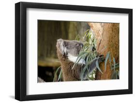 Australia, South Australia, Adelaide. Cleland Wildlife Park. Koala-Cindy Miller Hopkins-Framed Premium Photographic Print