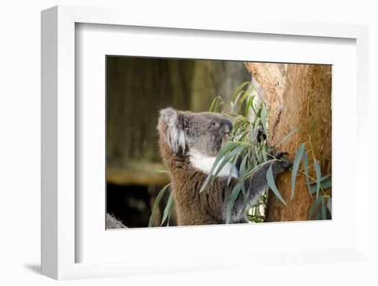 Australia, South Australia, Adelaide. Cleland Wildlife Park. Koala-Cindy Miller Hopkins-Framed Premium Photographic Print