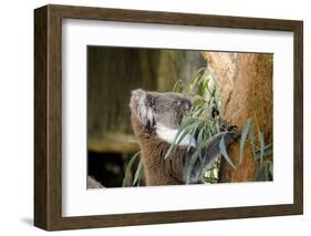 Australia, South Australia, Adelaide. Cleland Wildlife Park. Koala-Cindy Miller Hopkins-Framed Photographic Print
