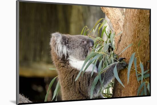 Australia, South Australia, Adelaide. Cleland Wildlife Park. Koala-Cindy Miller Hopkins-Mounted Photographic Print