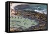 Australia, Sydney, Bronte, Bronte Beach, Elevated View-Walter Bibikow-Framed Stretched Canvas