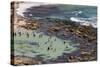 Australia, Sydney, Bronte, Bronte Beach, Elevated View-Walter Bibikow-Stretched Canvas