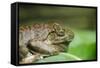 Australia, Sydney. Sydney Sea Life Aquarium. White Lipped Tree Frog-Cindy Miller Hopkins-Framed Stretched Canvas