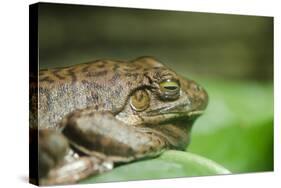 Australia, Sydney. Sydney Sea Life Aquarium. White Lipped Tree Frog-Cindy Miller Hopkins-Stretched Canvas