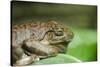 Australia, Sydney. Sydney Sea Life Aquarium. White Lipped Tree Frog-Cindy Miller Hopkins-Stretched Canvas