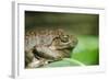 Australia, Sydney. Sydney Sea Life Aquarium. White Lipped Tree Frog-Cindy Miller Hopkins-Framed Photographic Print