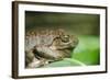 Australia, Sydney. Sydney Sea Life Aquarium. White Lipped Tree Frog-Cindy Miller Hopkins-Framed Photographic Print