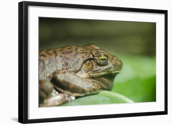 Australia, Sydney. Sydney Sea Life Aquarium. White Lipped Tree Frog-Cindy Miller Hopkins-Framed Photographic Print