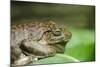 Australia, Sydney. Sydney Sea Life Aquarium. White Lipped Tree Frog-Cindy Miller Hopkins-Mounted Photographic Print