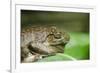 Australia, Sydney. Sydney Sea Life Aquarium. White Lipped Tree Frog-Cindy Miller Hopkins-Framed Photographic Print