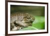 Australia, Sydney. Sydney Sea Life Aquarium. White Lipped Tree Frog-Cindy Miller Hopkins-Framed Photographic Print