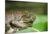 Australia, Sydney. Sydney Sea Life Aquarium. White Lipped Tree Frog-Cindy Miller Hopkins-Mounted Photographic Print