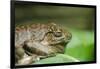 Australia, Sydney. Sydney Sea Life Aquarium. White Lipped Tree Frog-Cindy Miller Hopkins-Framed Photographic Print