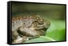 Australia, Sydney. Sydney Sea Life Aquarium. White Lipped Tree Frog-Cindy Miller Hopkins-Framed Stretched Canvas