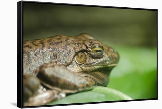 Australia, Sydney. Sydney Sea Life Aquarium. White Lipped Tree Frog-Cindy Miller Hopkins-Framed Stretched Canvas